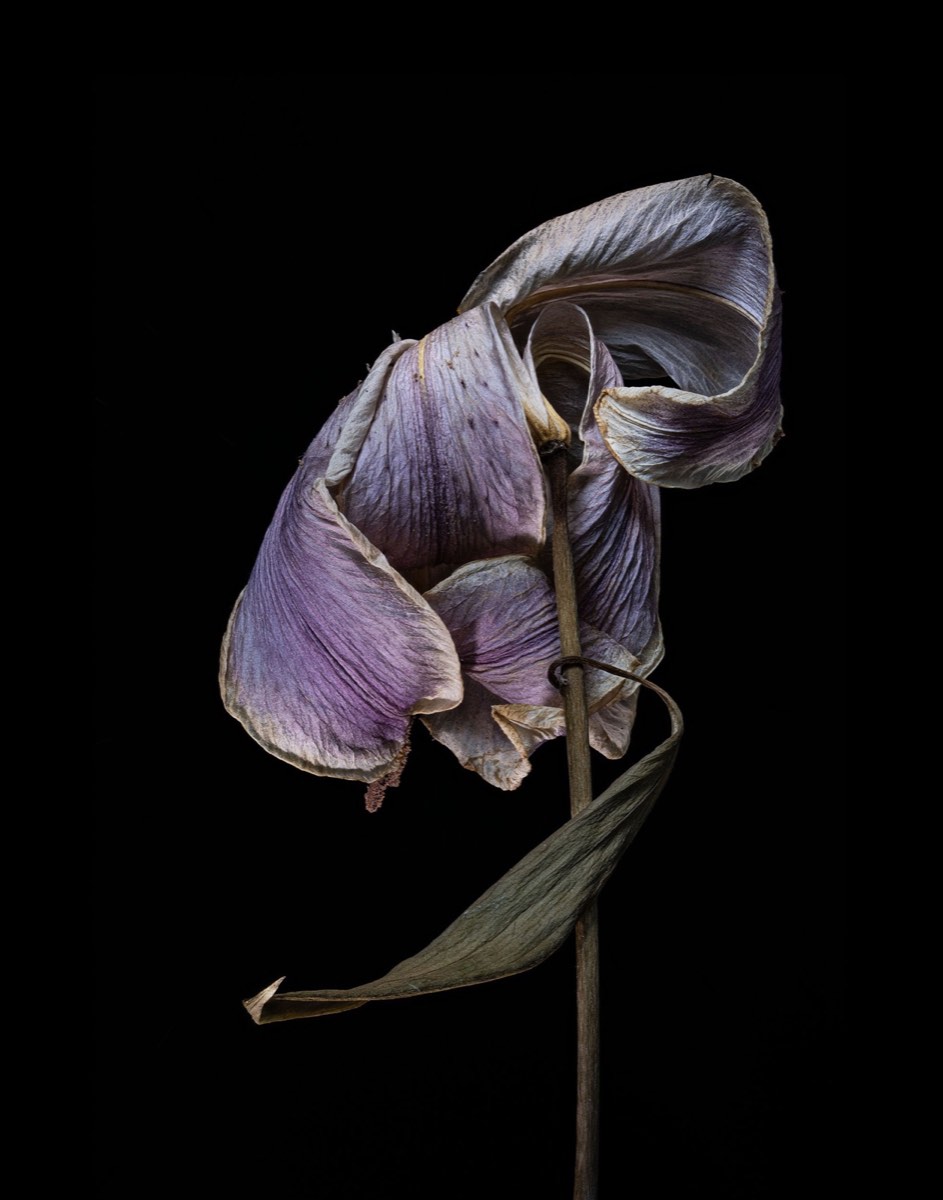 Pale Lily, 35 × 45 in