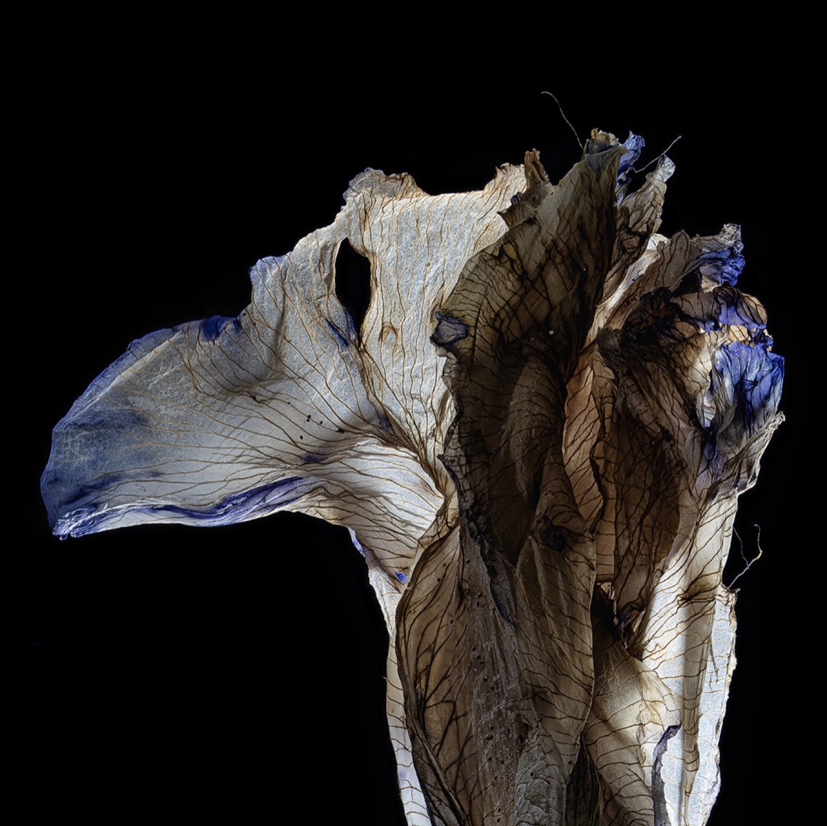 After Weston — Backlit Iris