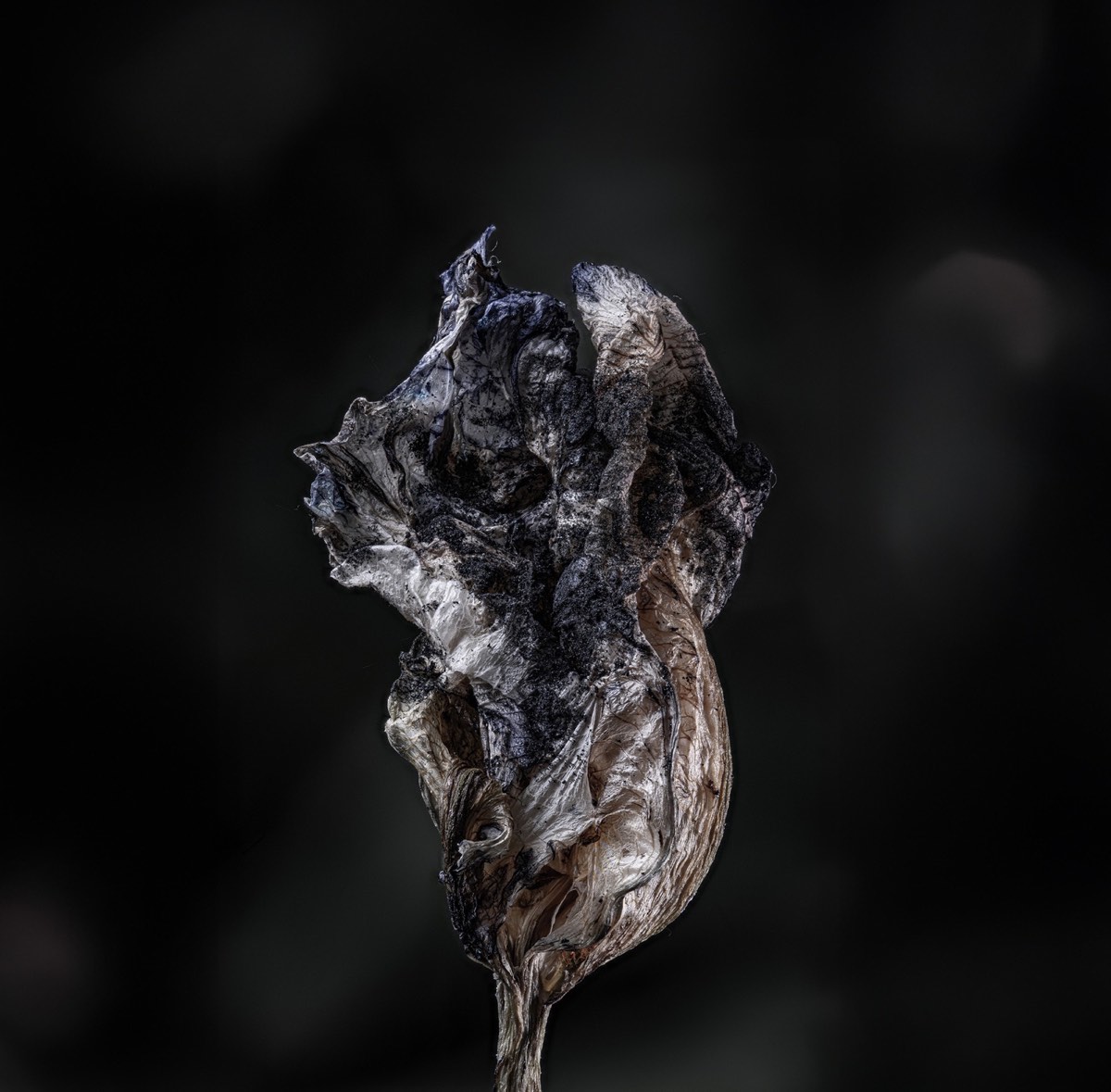 Ashen, 40 × 40 in