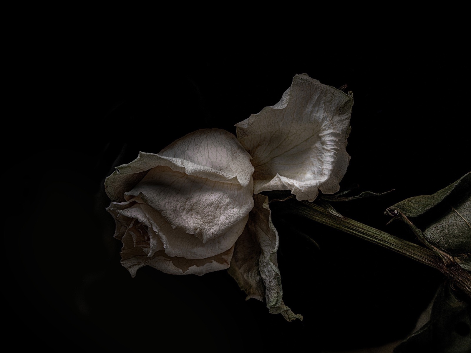 Donald — A Welcome Embrace, fine art photograph