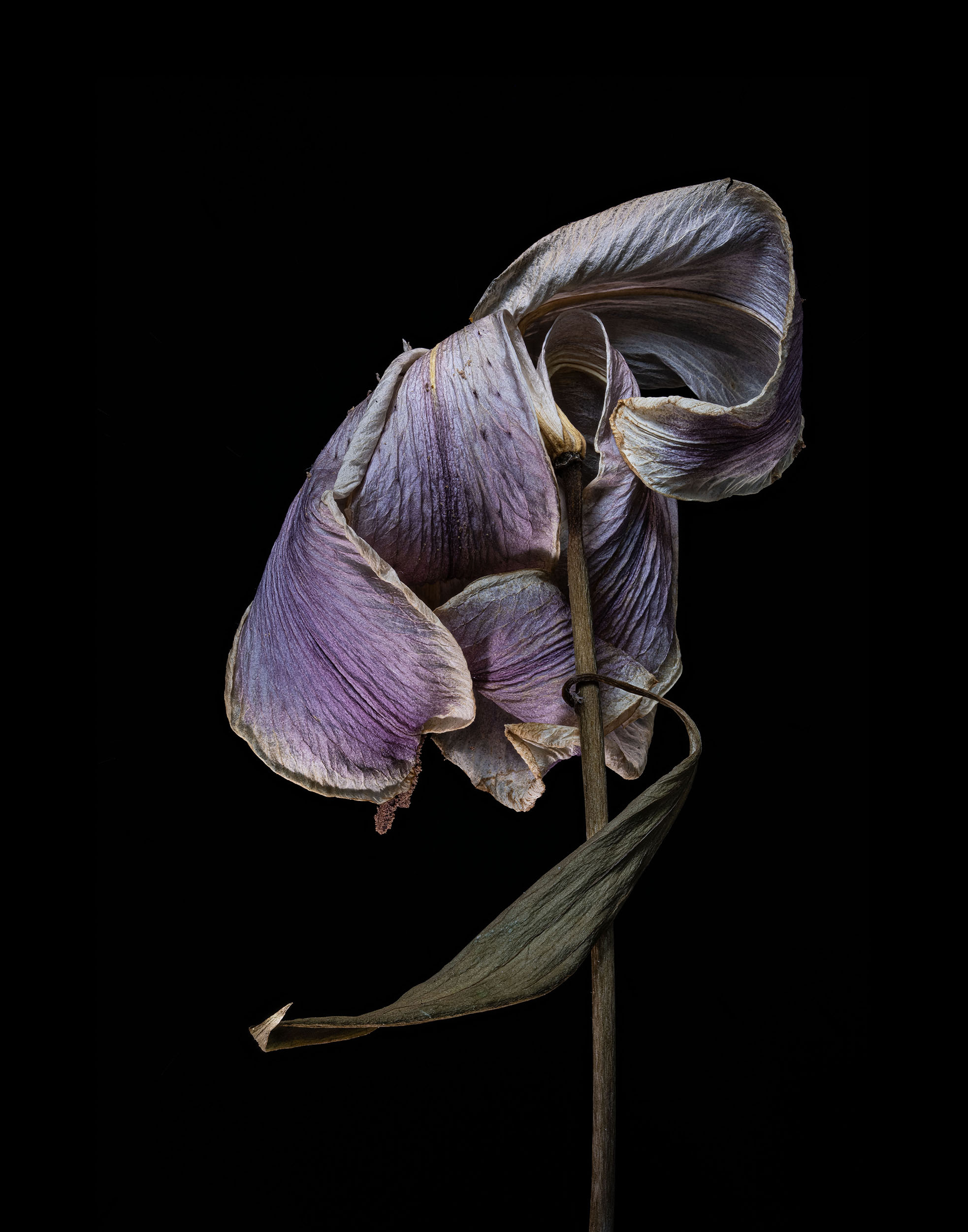 Pale Lily — After Weston, 35 × 45 in